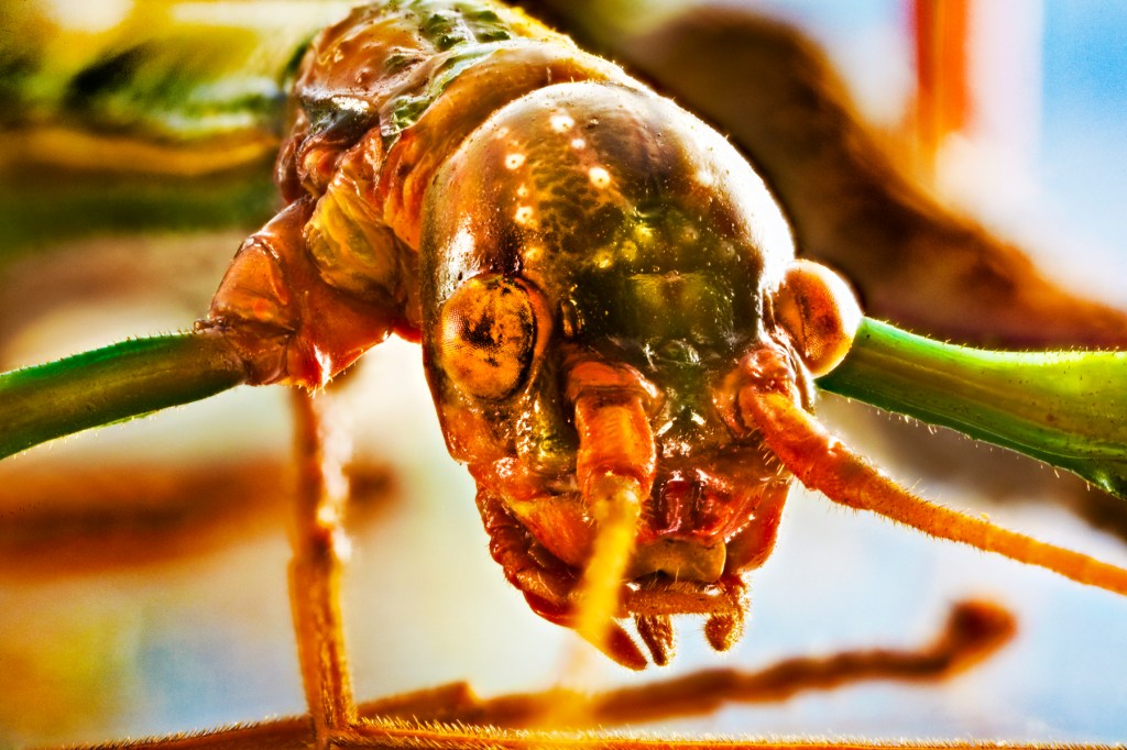 © Cyndi Long Studios