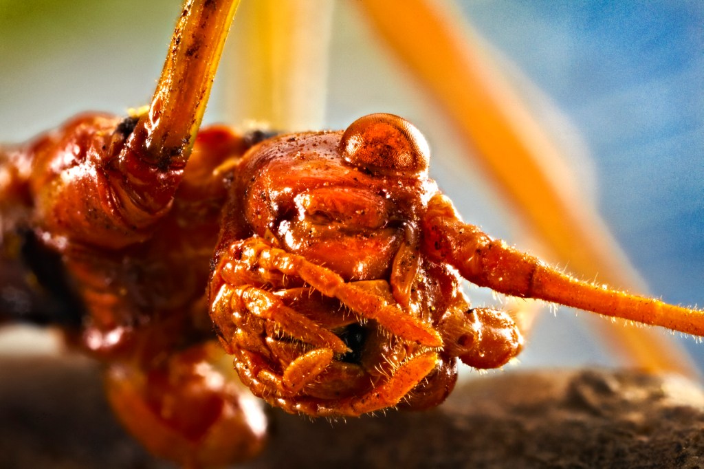 © Cyndi Long Studios