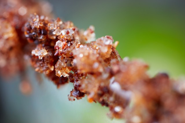 detail of a pineapple jalapeño craft cocktail with a siracha chili rim ©Cyndi Long (clstudios.com)